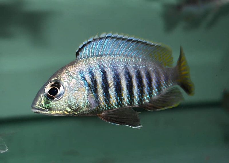 Placidochromis sp. 'jalo' Jalo Reef